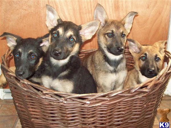 Puppies in Lake elsinore